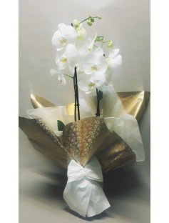 Orquídea Phalaenopsis Branca + vaso decorativo