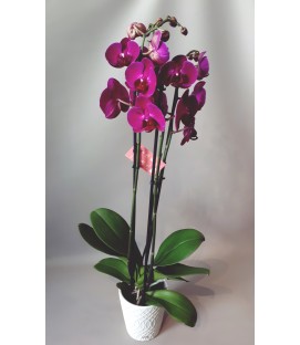 Orquídea Phalaenopsis + vaso decorativo